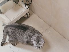 -艾贝尔宠物医院·狂犬免疫点(江山金象城店)