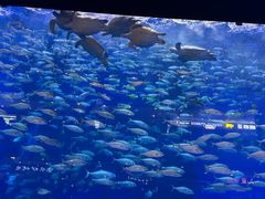 -成都浩海立方海洋公园