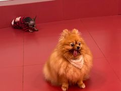 -和它·交个朋友·狗咖猫咖(爱琴海店)