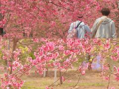 -天适樱花悠乐园