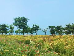 -小麦岛公园