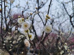 -南京古林公园