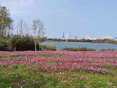 -海珠湖公园