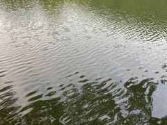 -荔枝公园(福田区)
