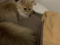 -momokira米努特·德文卷毛猫·棉花面纱犬