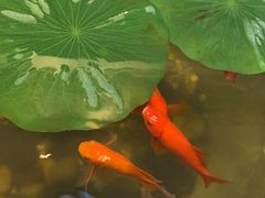 -福照楼汽锅鸡·云南菜(火车站锦江店)