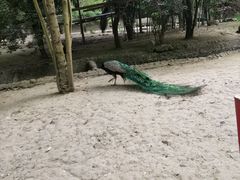 -贵州森林野生动物园
