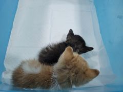 -伟伟宠物医院·CT影像中心·瑞派犬猫综合性门诊(汉口总院)
