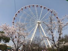 -顾村公园