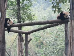 -都江堰中华大熊猫苑