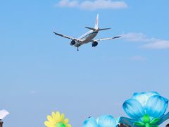 -空港花田景区