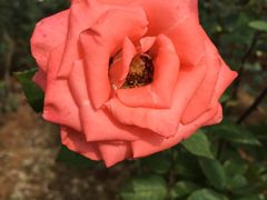-松山湖梦幻百花洲