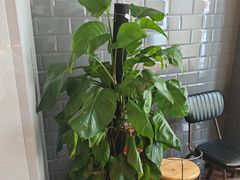 -上座·餐厅(阳光100店)