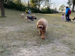 -上海崇明金茂凯悦酒店