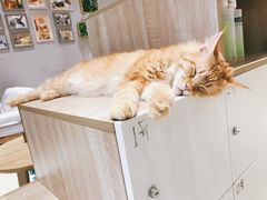 -藏猫猫咖啡主题馆(中央大道店)