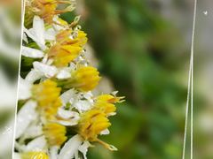 -武陵山森林公园