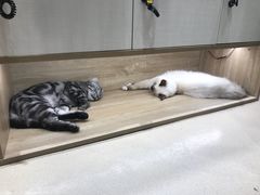 -藏猫猫咖啡主题馆(中央大道店)