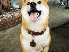 -柴犬高等学院·狗咖·柴犬售卖·宠物训练