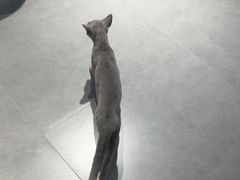 -琪喵猫屋·撸猫猫咖·猫舍