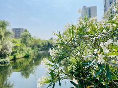 -新江湾城公园