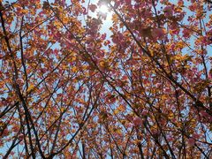 -高东镇樱花园