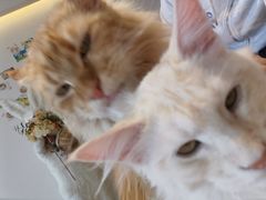 -猫腻·猫咖·撸猫馆(星光大道店)