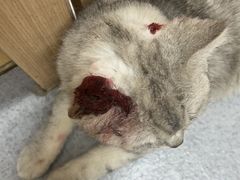 -康成宠物医院24H·CT·核磁共振