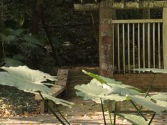 -南宁良凤江国家森林公园