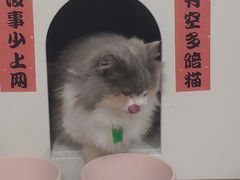 -楼上猫咖(罗湖店)