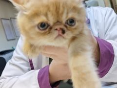 -宠爱国际动物医院· 猫科· 外科·中兽医(长白店)