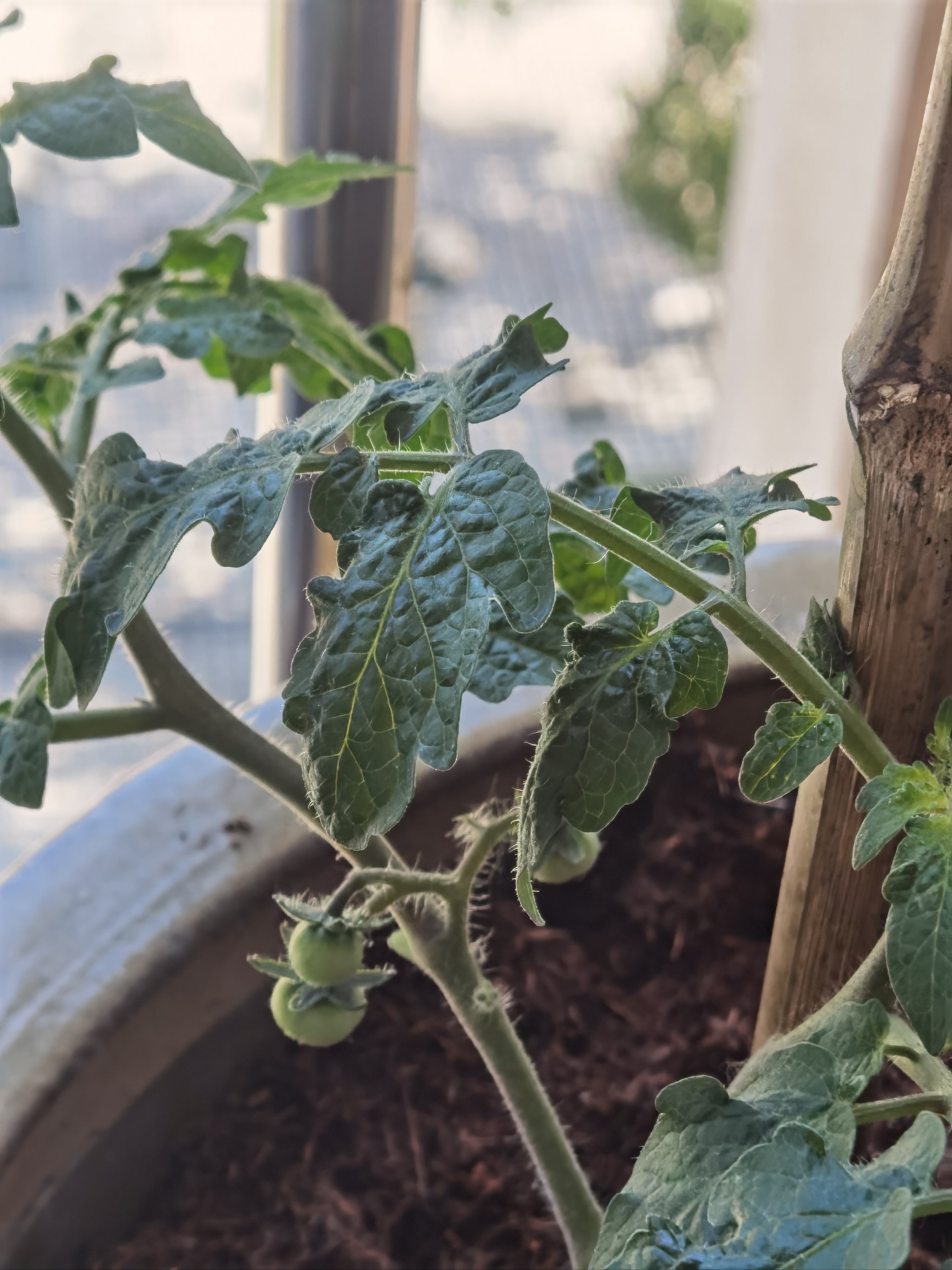 小番茄种植过程图片图片