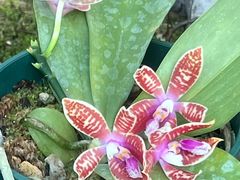 -国家植物园南园