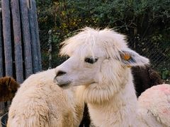 -济南野生动物世界