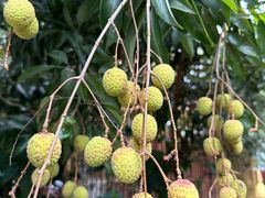 -品德宏·孔雀宴的发源地(金塔园店)