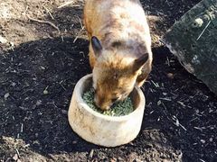 -费瑟代尔野生动物园