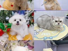 -Oh My Dog宠物沙龙(伊珊娜皮毛护理店)