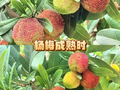 -龙头寺公园