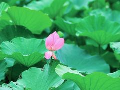 -荷塘月色湿地公园·向阳花洲