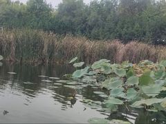 -前关湿地公园