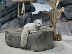 -海合安青岛极地海洋公园