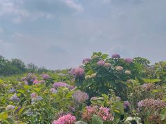 -空港花田景区