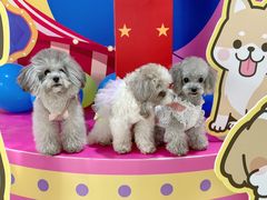 -百好乐宠物友好餐厅(朝外大街店)