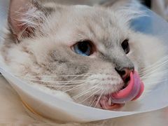 -滚猫咖啡·猫咖·猫友好撸猫(未来城店)