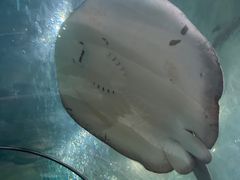 -苏州海洋馆