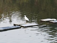 -宜城私房菜.臭鳜鱼(九华新街店)