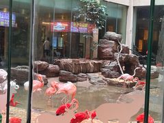-白虎自助餐厅·真老虎·景观自助餐厅(广州长隆酒店)