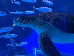 -成都浩海立方海洋公园