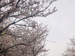 -高东镇樱花园