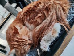 -平行世界·猫咖(首经贸店)