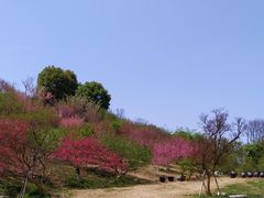-秀丽东方